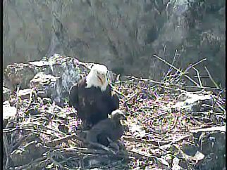 Two Harbors eaglet