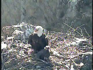 Two Harbors eaglet