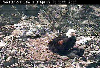 Two Harbors eaglet