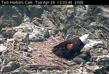 Two Harbors eaglet