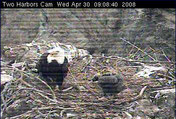 Two Harbors eaglet