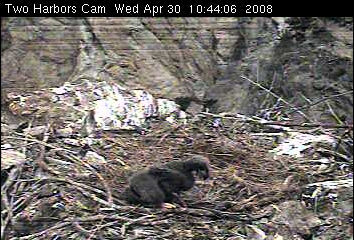 Two Harbors eaglet