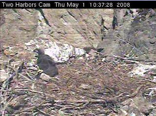 Two Harbors eaglet