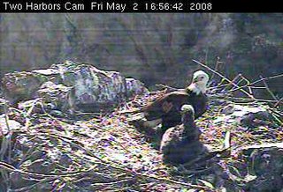 Two Harbors eaglet