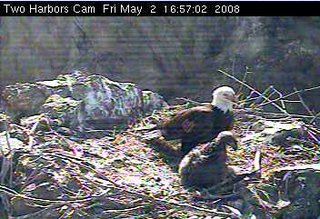 Two Harbors eaglet