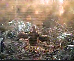 Two Harbors eaglet