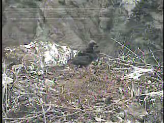 Two Harbors eaglet
