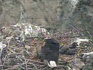 Two Harbors eaglet