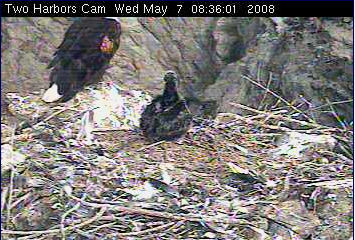 Two Harbors eaglet