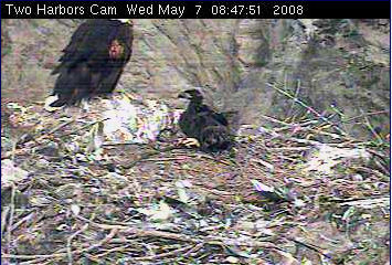 Two Harbors eaglet