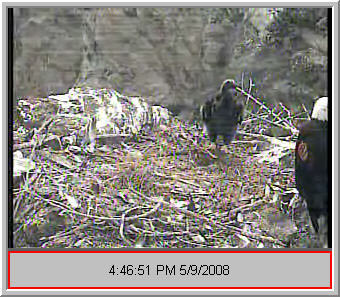 Two Harbors eaglet