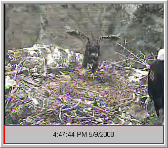 Two Harbors eaglet
