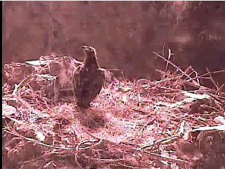 Two Harbors eaglet