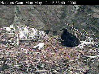 Two Harbors eaglet