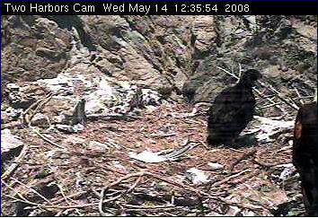 Two Harbors eaglet