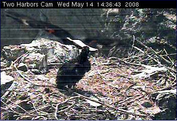 Two Harbors eaglet