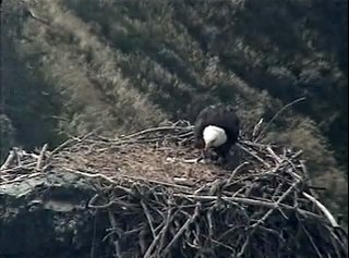 West End eaglet