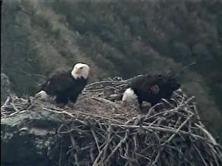 West End eaglet