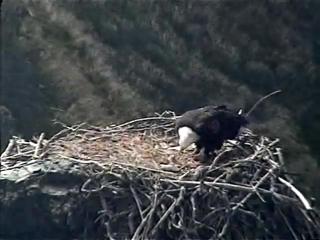 West End eaglet