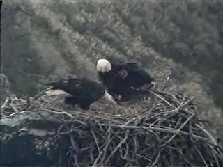 West End eaglet