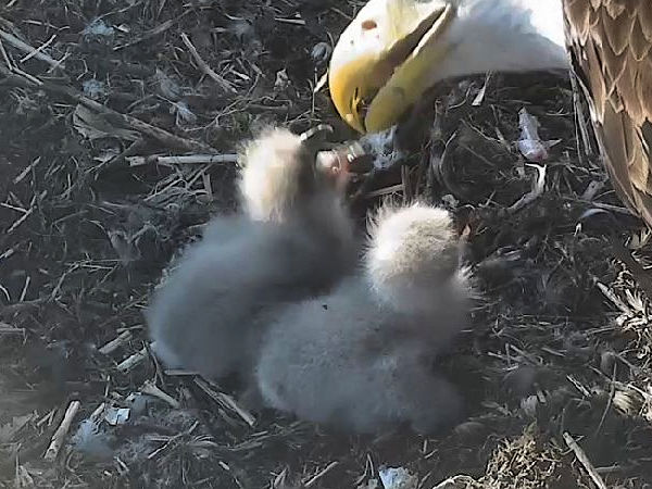 picture of White Rock eaglets Miracle and Phenom from 2025